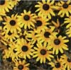 wf_blackeyedsusan.jpg